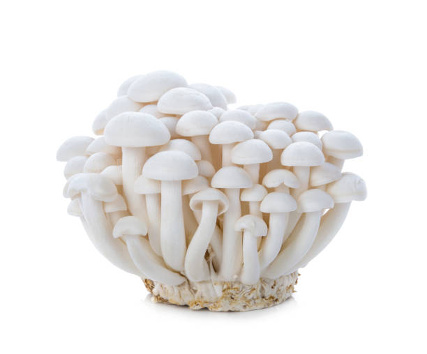 白玉菇 White Shimeji Mushroom