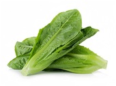 油麦菜 Romaine lettuce