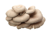 Oyster Mushroom